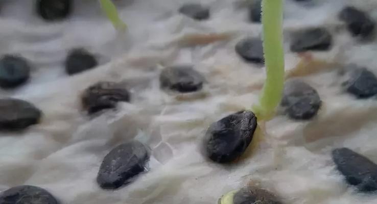 西瓜种子催芽困难怎么办？原因及解决方法是什么？
