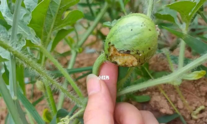 西瓜种子催芽困难怎么办？原因及解决方法是什么？
