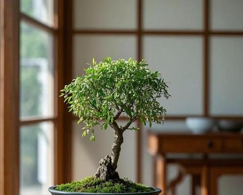 催芽过程中如何正确浇水？需要注意哪些事项？