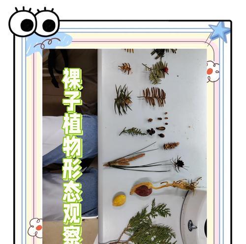 铁树种子种植方法是什么？如何正确种植铁树种子？