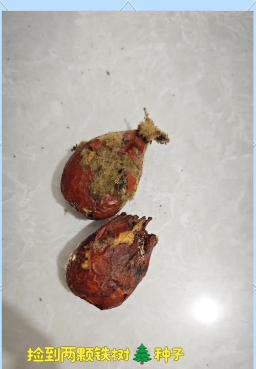 铁树种子种植方法是什么？如何正确种植铁树种子？