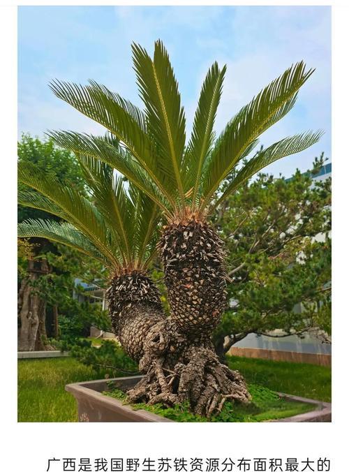 铁树种子种植方法是什么？如何正确种植铁树种子？