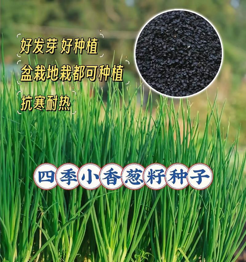 四季葱怎么种植方法？有哪些步骤和注意事项？