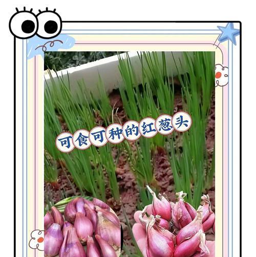 四季葱怎么种植方法？有哪些步骤和注意事项？