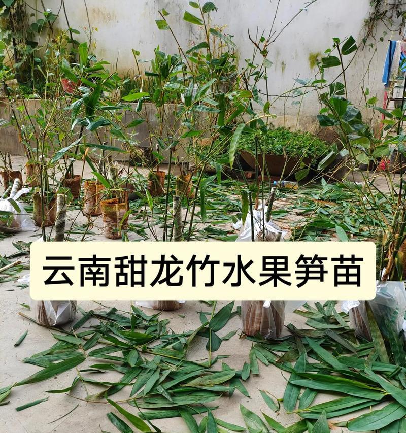 七月野笋种植方法是什么？如何确保高产？