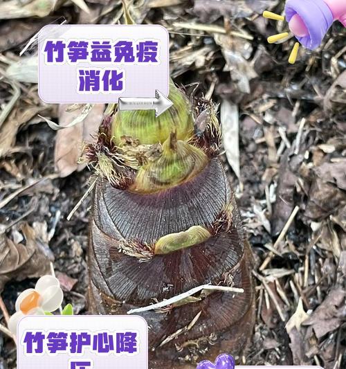 七月野笋种植方法是什么？如何确保高产？
