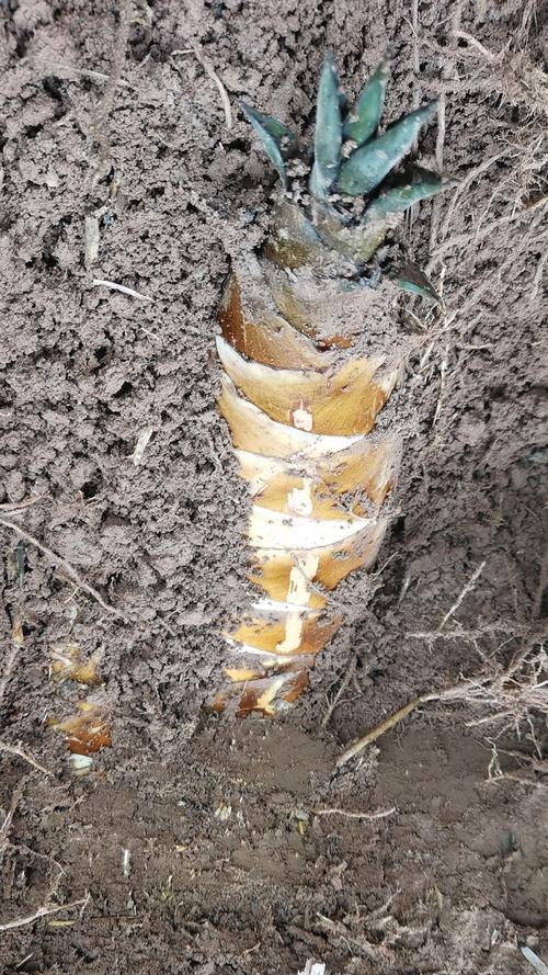 七月野笋种植方法是什么？如何确保高产？