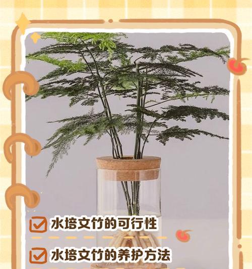 苔藓文竹修剪枝条的最佳方法是什么？修剪后如何护理？