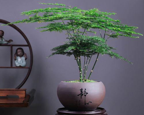 苔藓文竹修剪枝条的最佳方法是什么？修剪后如何护理？