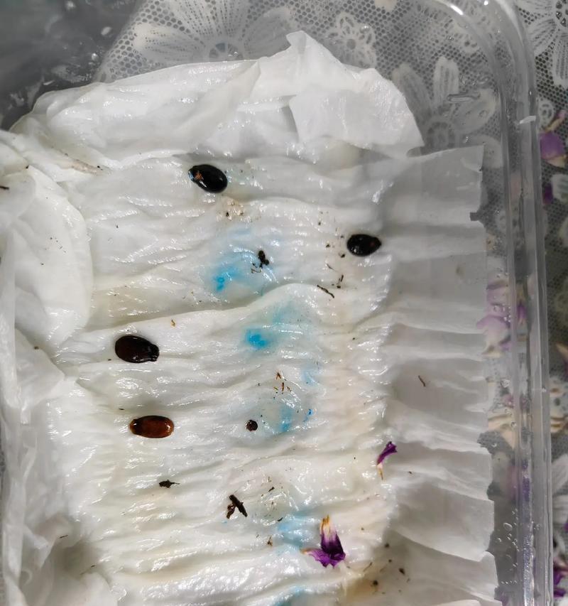 西瓜催芽放土里热坏了怎么办？有效解决方法有哪些？