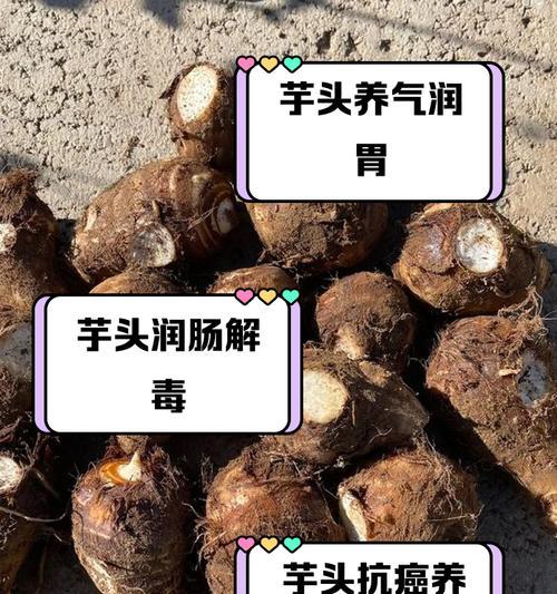 小芋头种子催芽方法是什么？需要多长时间才能发芽？