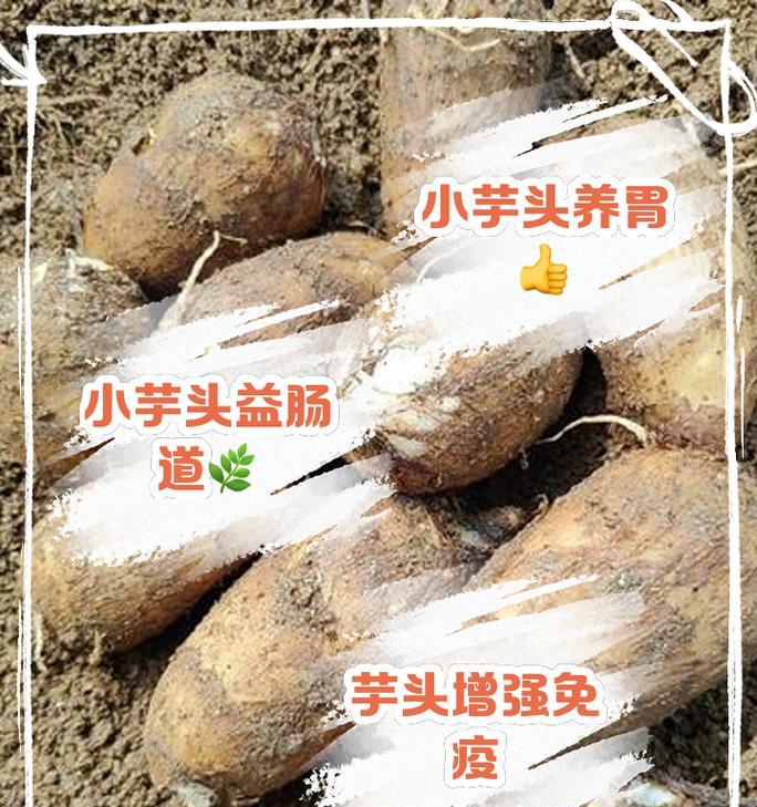 小芋头种子催芽方法是什么？需要多长时间才能发芽？