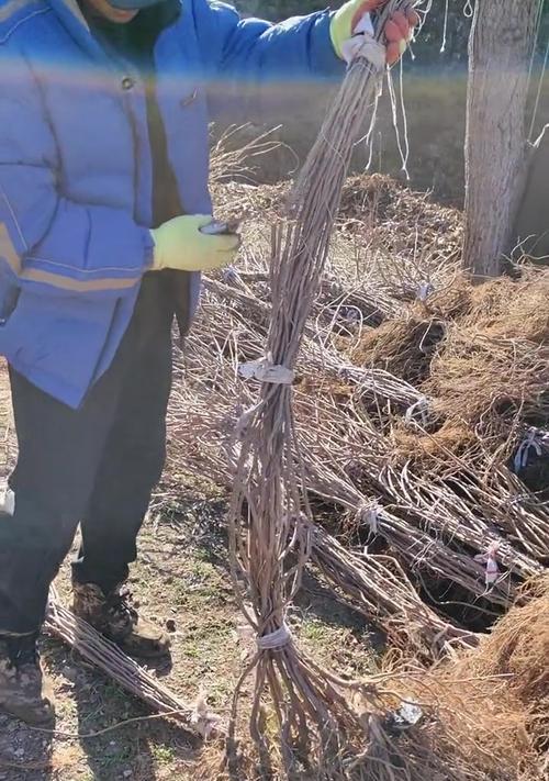 软枣修剪枝条的最佳时期是什么时候？如何正确进行修剪？