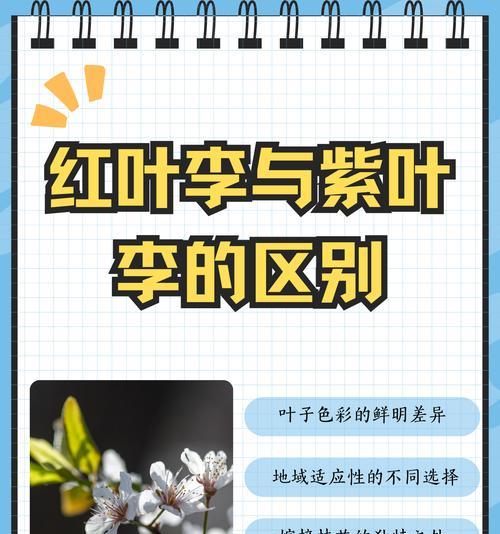 紫果叶子怎么种植方法？有哪些步骤和注意事项？