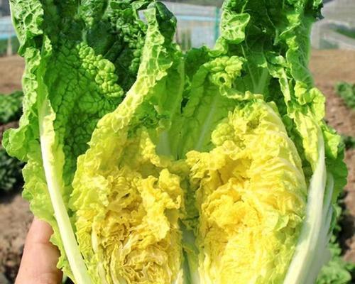 种黄心白菜怎么种植方法？步骤和注意事项是什么？