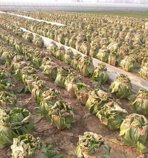 种黄心白菜怎么种植方法？步骤和注意事项是什么？