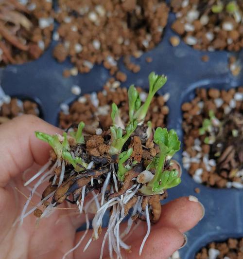 天麻籽催芽最快的方法是什么？需要多长时间才能发芽？