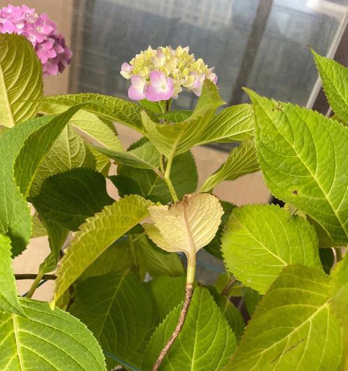 杜克修剪枝条的方法是什么？修剪枝条有哪些注意事项？