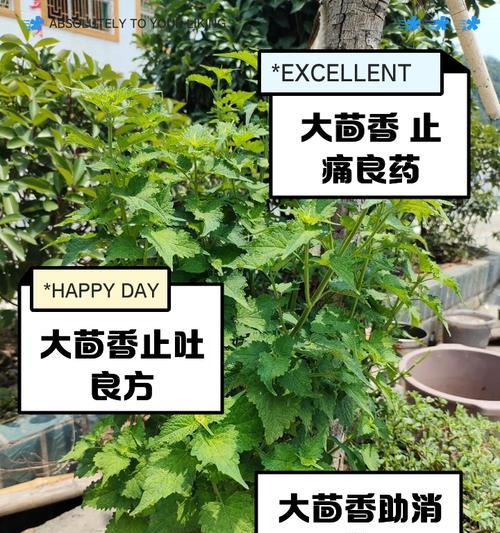小茴香怎么种植方法？种植过程中需要注意哪些问题？
