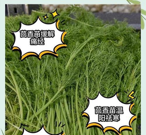 小茴香怎么种植方法？种植过程中需要注意哪些问题？