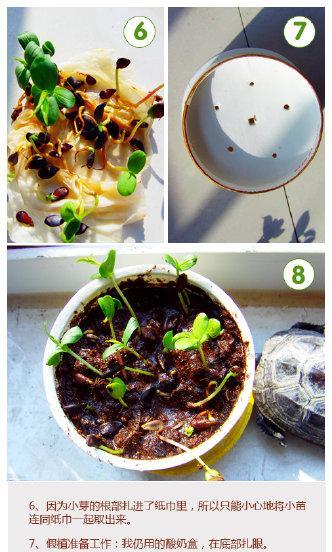 怎么催芽普通梨？梨种子催芽的最佳方法是什么？