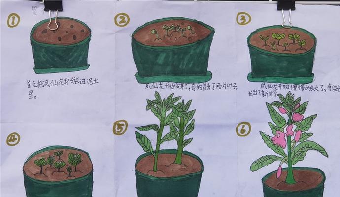 怎么催芽普通梨？梨种子催芽的最佳方法是什么？