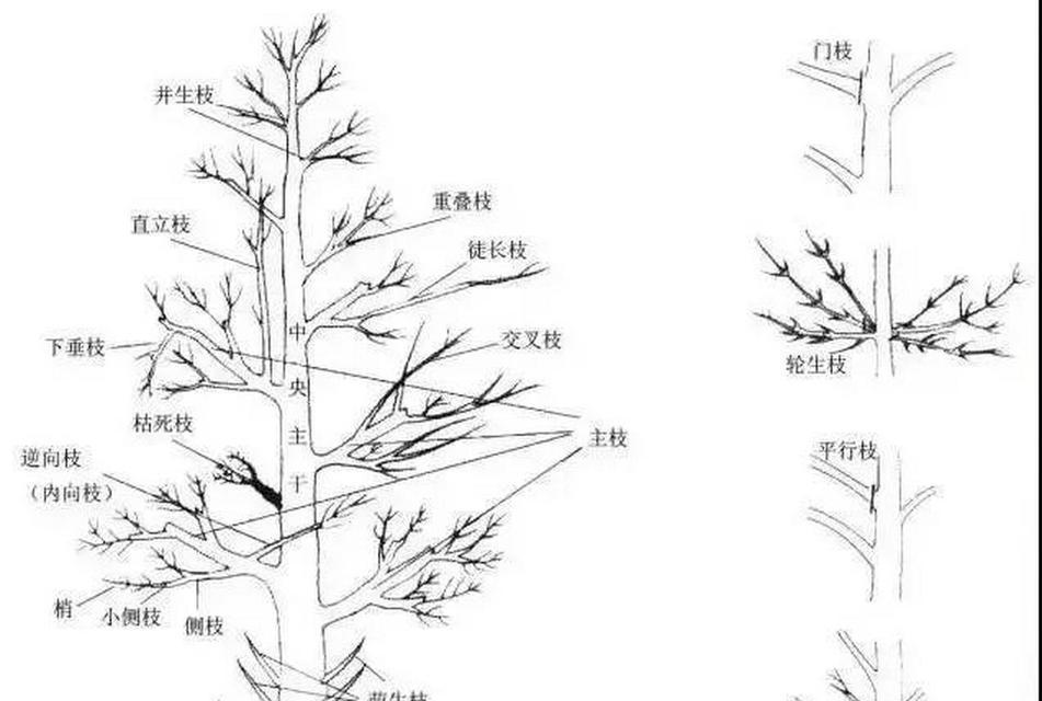 金雀花冬天修剪枝条的正确方法是什么？修剪后需要注意什么？