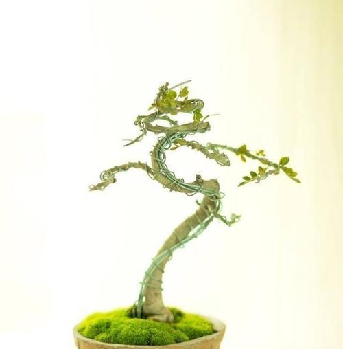 金雀花冬天修剪枝条的正确方法是什么？修剪后需要注意什么？