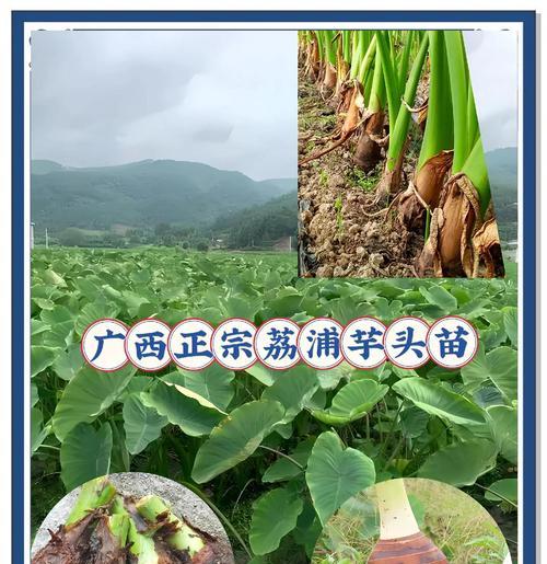 芋头藤种植方法有哪些？如何确保芋头藤健康成长？