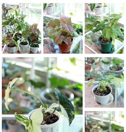 芋头藤种植方法有哪些？如何确保芋头藤健康成长？