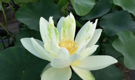 北极星荷花种植方法是什么？如何正确种植北极星荷花？