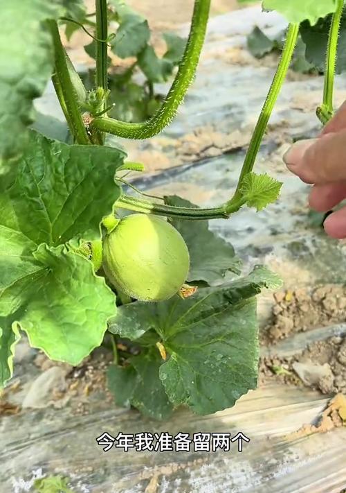 蜜瓜在家怎么种植方法？有哪些步骤和技巧？