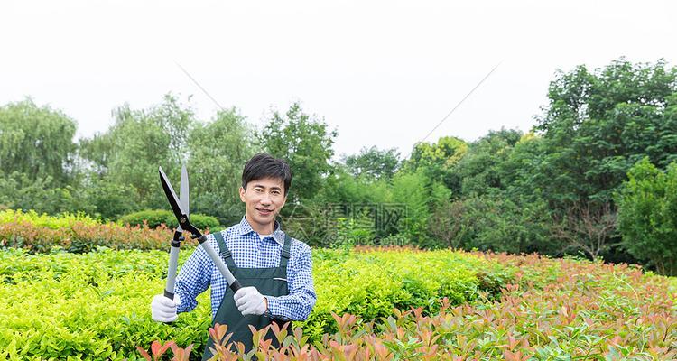大竹修剪枝叶的最佳时机是什么时候？如何正确进行修剪？
