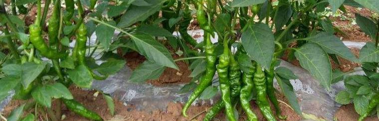 菜叶果怎么种植方法？种植过程中需要注意哪些问题？
