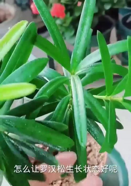 罗汉松老枝条催芽方法是什么？需要多长时间才能发芽？