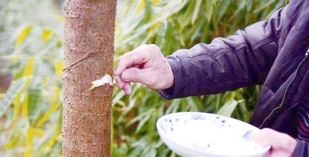 核桃修剪枝条的最佳方法是什么？修剪后如何护理？