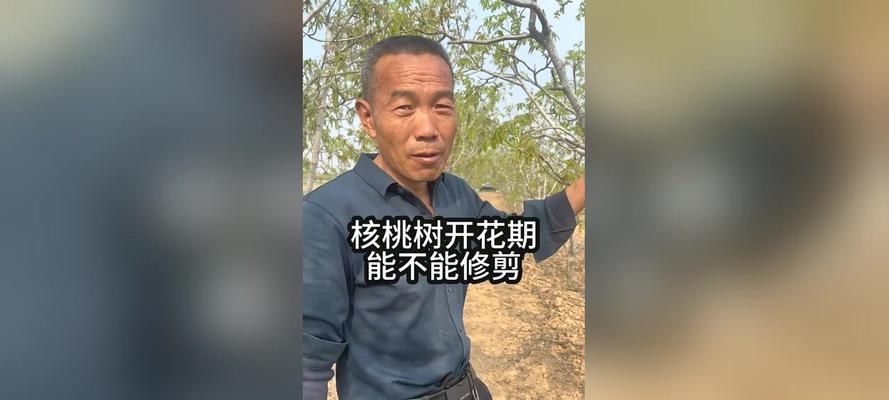 核桃修剪枝条的最佳方法是什么？修剪后如何护理？