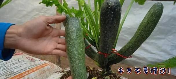 大葫芦催芽方法有哪些？如何确保催芽后的大葫芦外观美观？