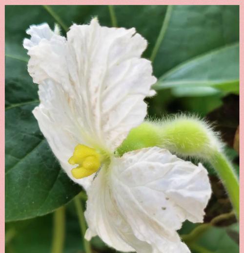 大葫芦催芽方法有哪些？如何确保催芽后的大葫芦外观美观？