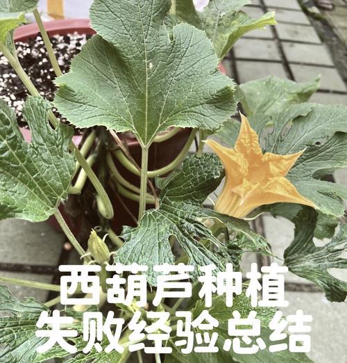 大葫芦催芽方法有哪些？如何确保催芽后的大葫芦外观美观？
