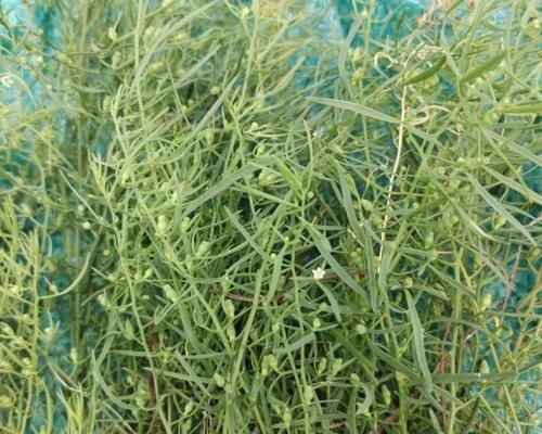 百瑞草种子催芽怎么种？步骤和注意事项是什么？