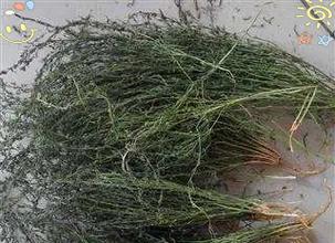 百瑞草种子催芽怎么种？步骤和注意事项是什么？