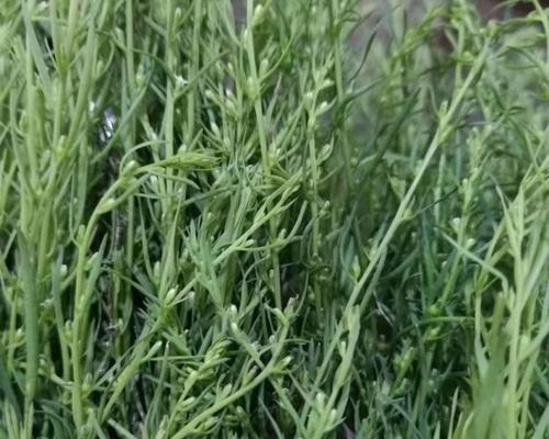 百瑞草种子催芽怎么种？步骤和注意事项是什么？