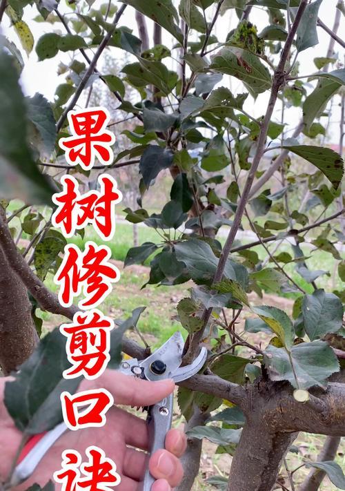柠檬剪枝怎么修剪好看？修剪步骤和注意事项是什么？