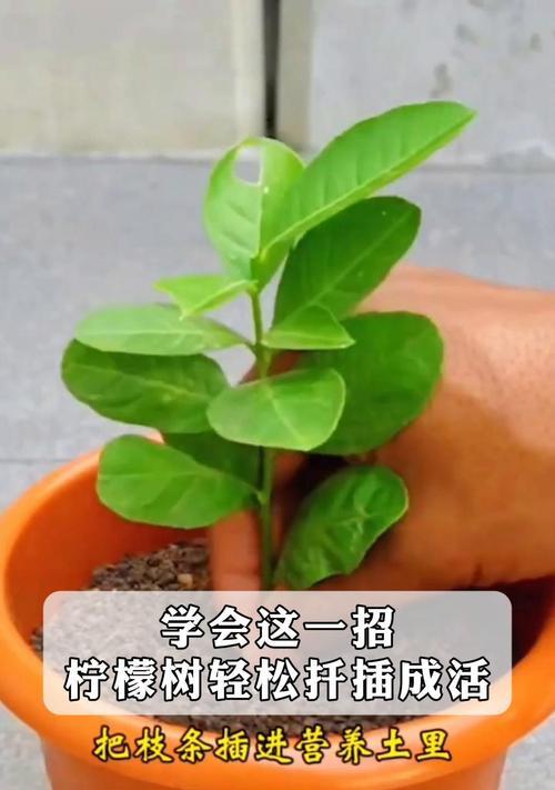 柠檬剪枝怎么修剪好看？修剪步骤和注意事项是什么？