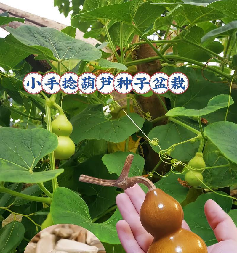 干葫芦籽种植方法有哪些步骤？如何确保高成活率？