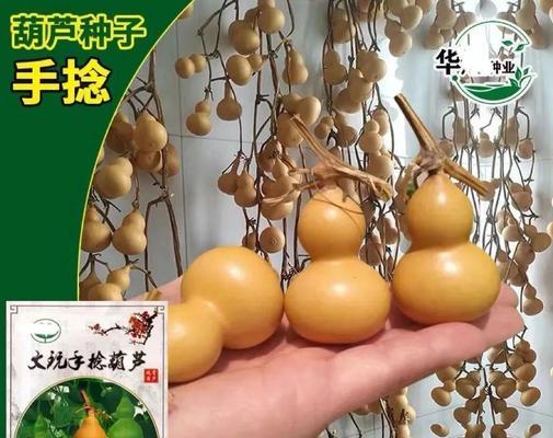 干葫芦籽种植方法有哪些步骤？如何确保高成活率？