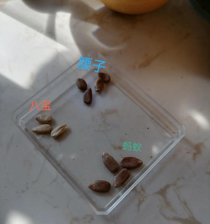 干葫芦籽种植方法有哪些步骤？如何确保高成活率？