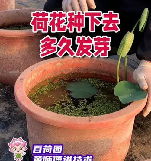 荷花催芽后怎么栽种？步骤和注意事项是什么？