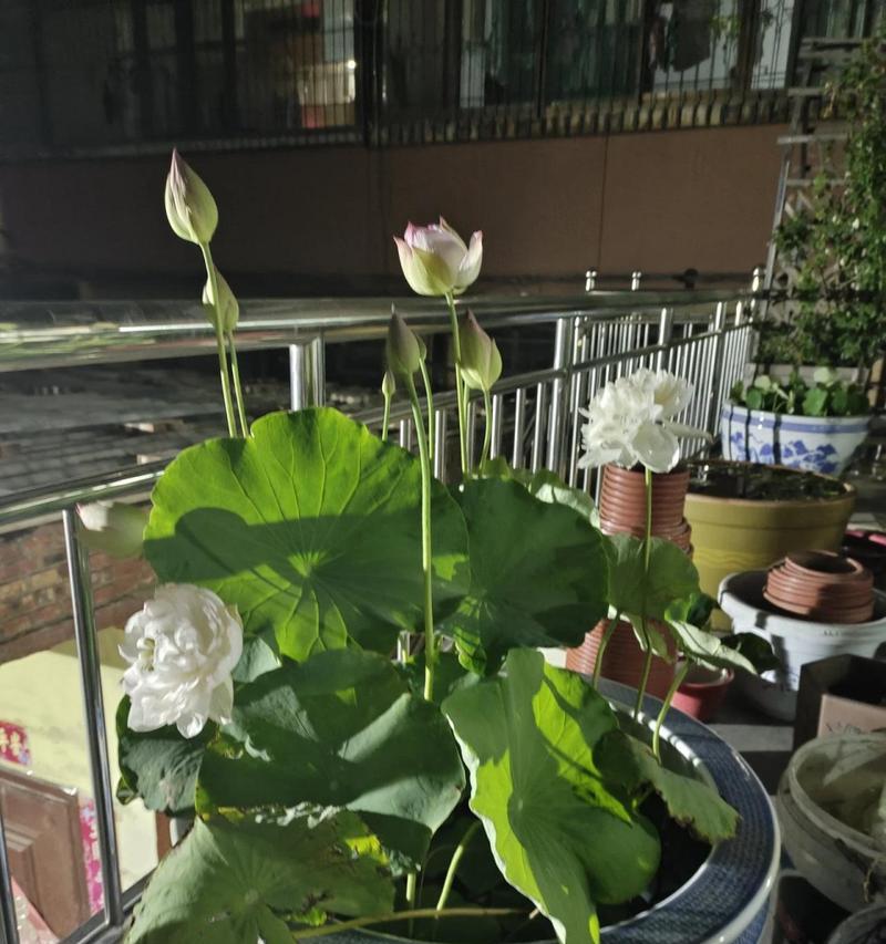荷花催芽后怎么栽种？步骤和注意事项是什么？